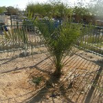 Judean date palm