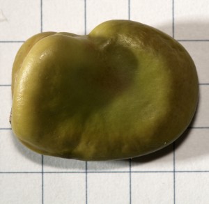 A fava bean.