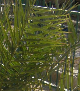 Leaf of a Judean date palm