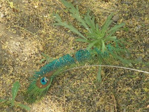 Peacock feather displaying several natural colors
