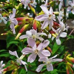 Soapwort plant associated with natural saponin-based cleansing