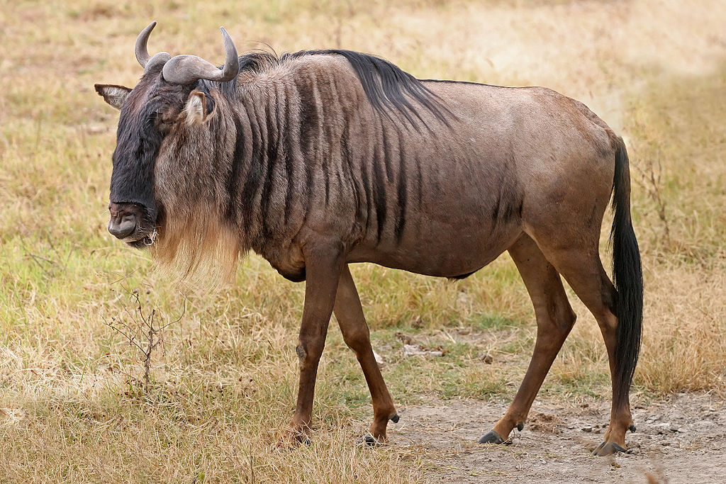 Takanat Ziknei Darom – preempting commercial slaughter exemptions